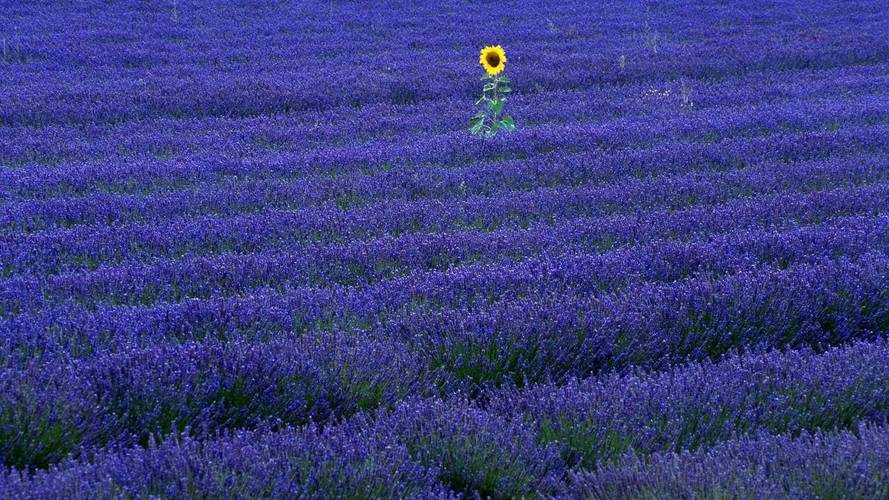 小清新唯美薰衣草风景植物等待爱情紫色高清壁纸
