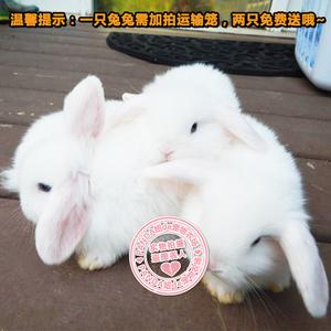 纯白色美系小型垂耳兔 折耳兔 包子脸纯种宠物兔子活体包活
