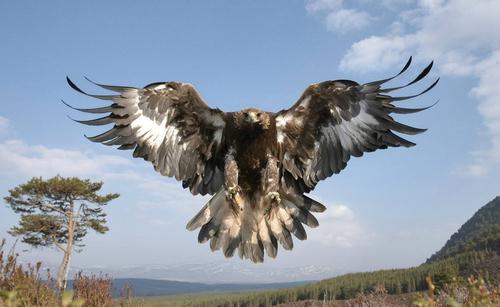 自然界邪恶的4种动物,僵尸鸟上榜,最后一种连恐鸟也是