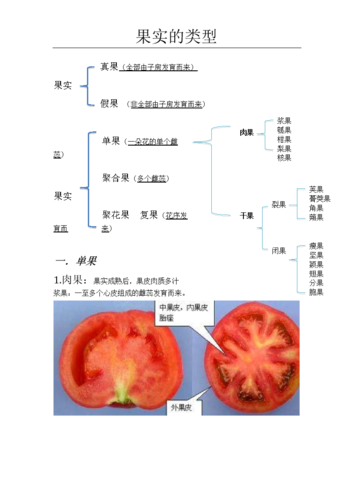 果实的类型.docx