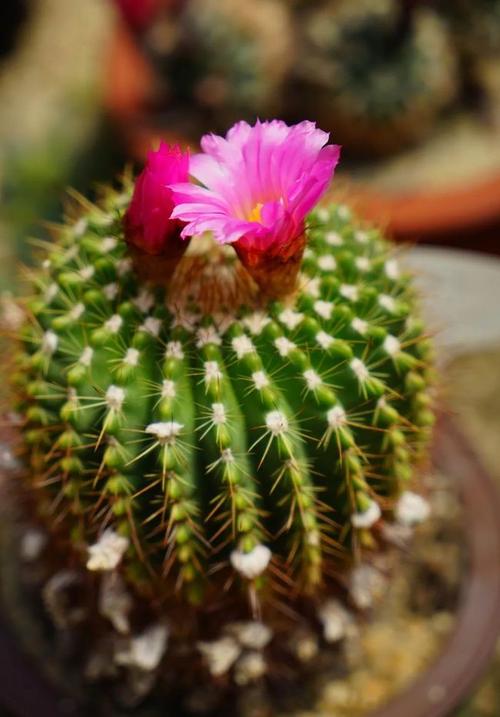 "拒人千里"的仙人球开花竟那么美,亲试仙人球开花秘笈