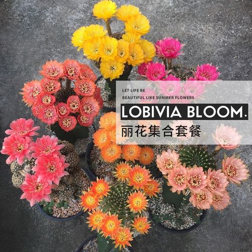 丽花集合套餐lobivia丽花属极光火焰黑喉红羽仙人球