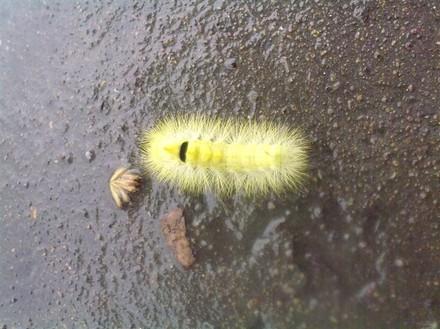 【美图大赏】 漂亮的毛毛虫