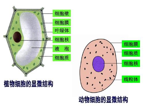 细胞壁 细胞膜 叶绿体 细胞核 液 泡 细胞膜 细胞质 细胞核 线粒体