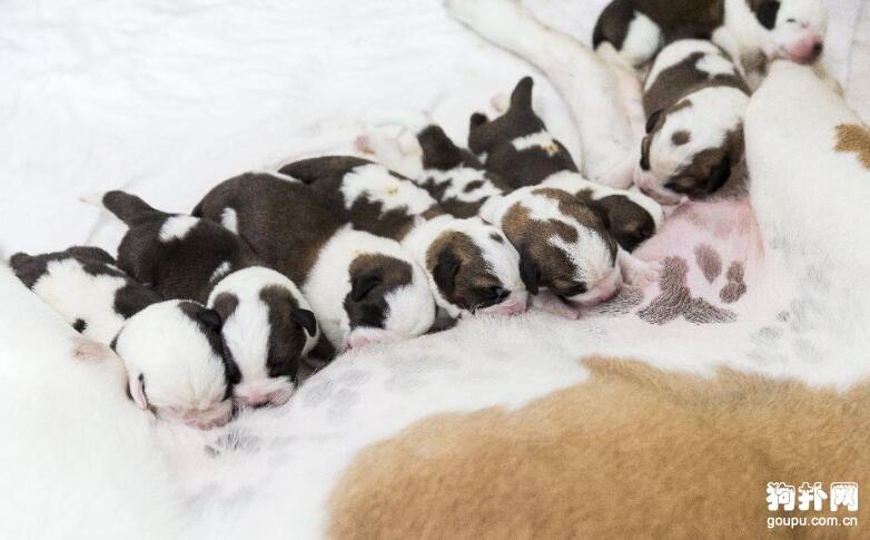 狗扑网 圣伯纳犬 圣伯纳犬图片 狗狗可爱图片 正文  日期:2020-03-26