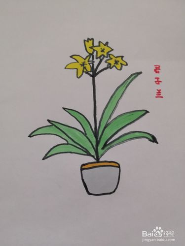开花的君子兰的简笔画
