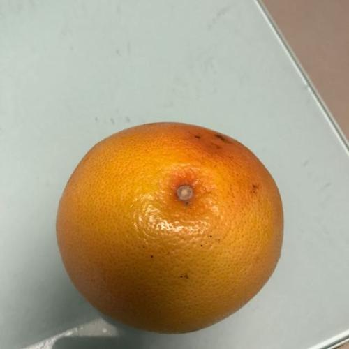 > 【苏宁生鲜】南非葡萄柚8个250g以上/个 新鲜水果 进口商品评价 >
