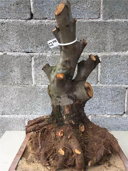 拿到好的"火棘"树桩,这样处理,"盆景"才出彩