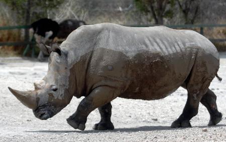 图文:非洲动物在墨西哥(3)
