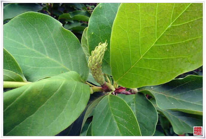 木兰科小乔木二乔玉兰