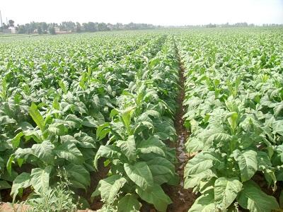 云烟105主要特征特性