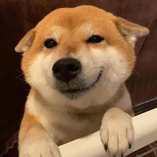 《动物头像》第4期:可爱柯基狗狗头像,主人快救我,我刹不住车