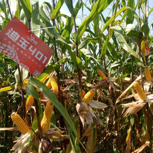 迪玉401是抗干抗病的品种,喜光喜热.比较干的地种上401绝对好收成.