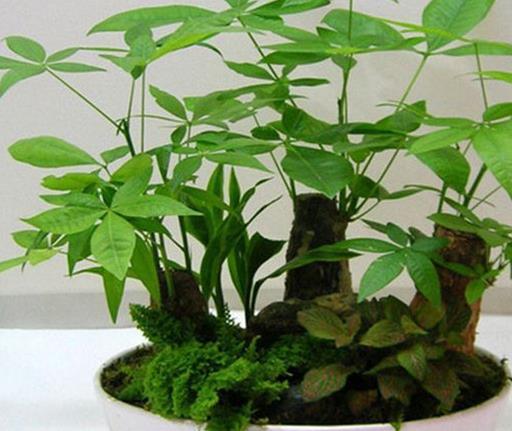 十大室内最好养的植物排名,芦荟能祛疤,吊兰可以过滤空气