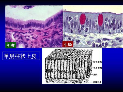 胆囊 小肠 单层柱状上皮