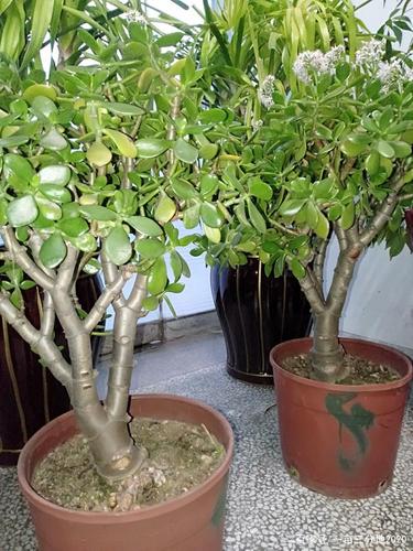 种了九年的玉树(又名燕子掌)终于开花了