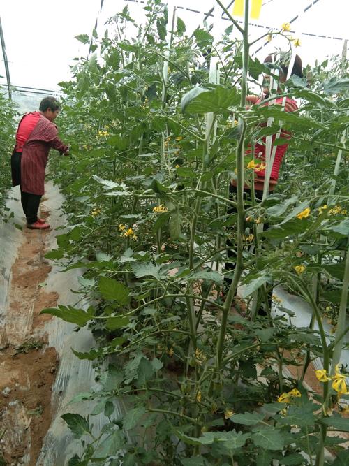 晓春铁缘李普选越冬茬圣女果缠蔓打杈进行中.