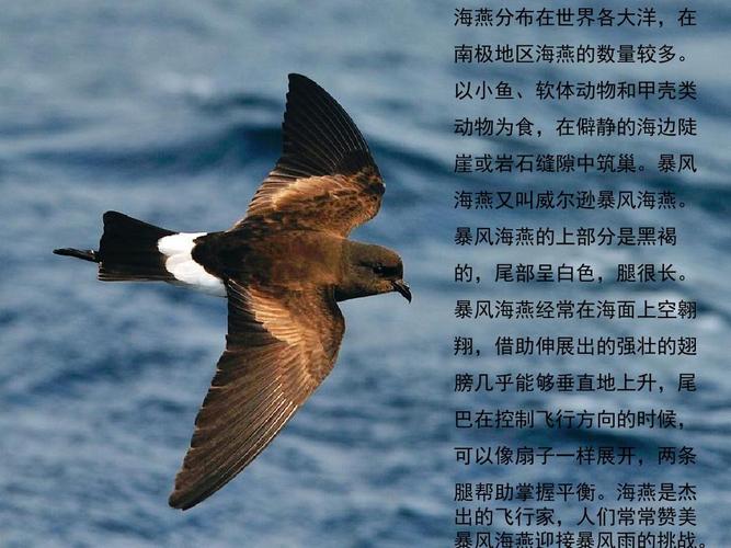 《海燕》课件共27张ppt