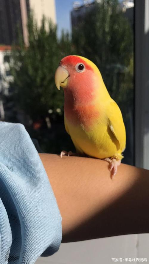 手养牡丹鹦鹉