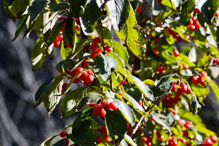 风雨南阳部"漫山遍野山茱萸"拍摄拾贝