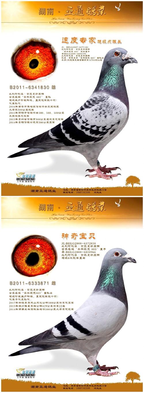 信鸽在线拍卖平台 - 中国信鸽信息网