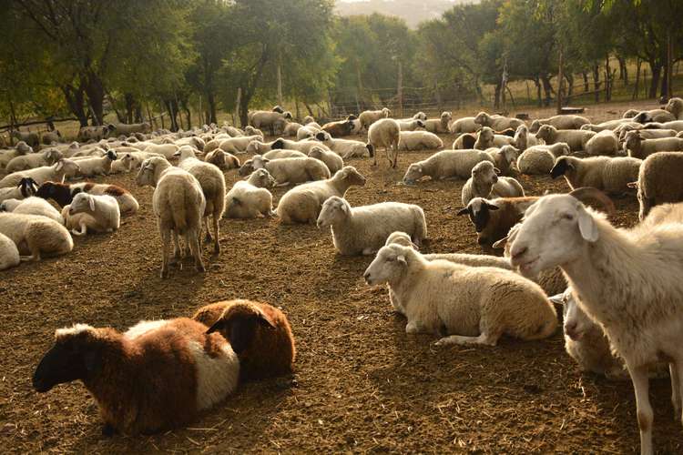 成群的羊儿延着经年行走的路线,谱写出一曲曲跃动的五线谱,鸣奏出四季