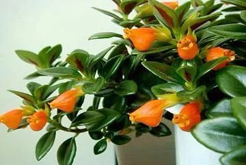 市场上保持"金鱼吊兰",花朵饱满,株型美观的秘诀就在这