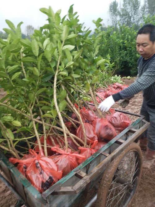 3年带土球佛手苗大量批发,川佛手苗产量高,包回收,南充营山县