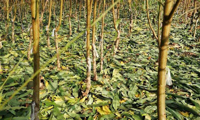 黑桃树苗嫁接桃苗黑桃皇后桃苗批发品种纯正现挖现售