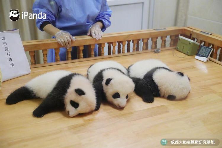 围观成都大熊猫双胞胎"热干面""蛋烘糕"认亲现场