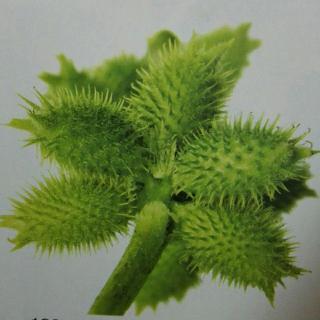 苍耳妈妈的心事