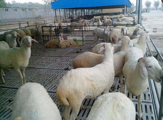 6个月的小尾寒羊尾巴有多大