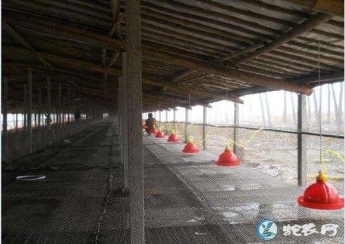 一种环保型养鸭大棚,新型环保养鸭大棚介绍