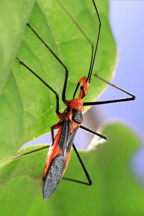 半翅目·显角亚目·猎蝽科:猎蝽