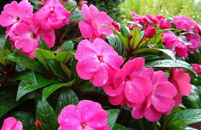 观察凤仙花日记400字