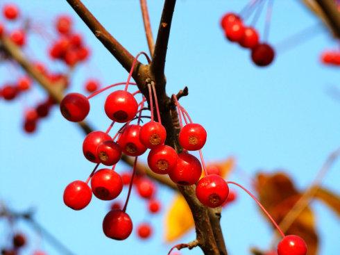 树上结满了丰收的果实------红丽海棠.