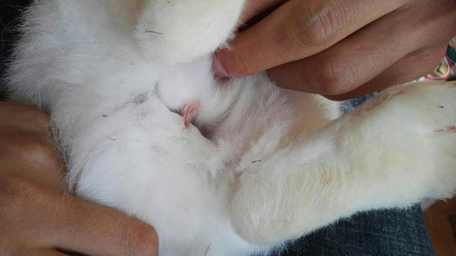 这只兔子是公是母?