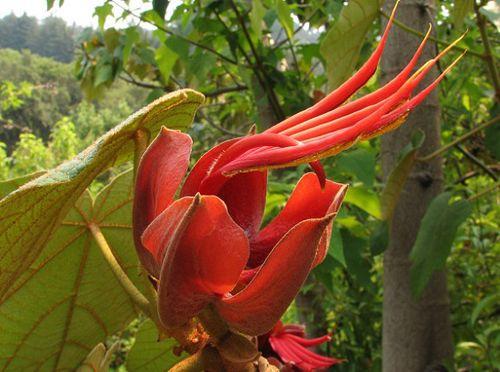 唇花之所以吸引人,不仅因为它的"火红嘴唇",还因为它能产生一种化学