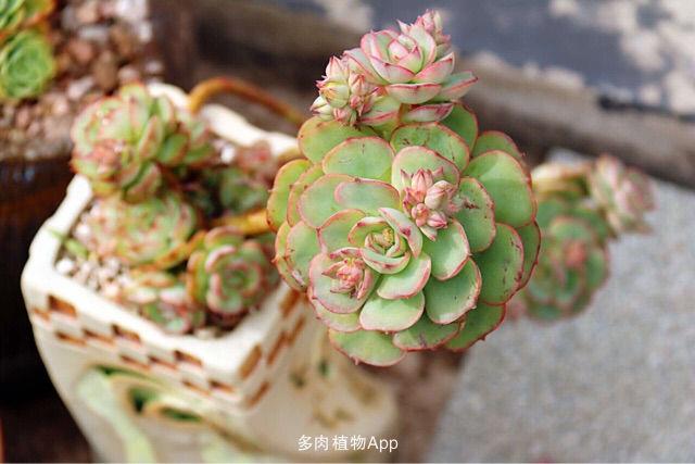 艾格尼斯玫瑰