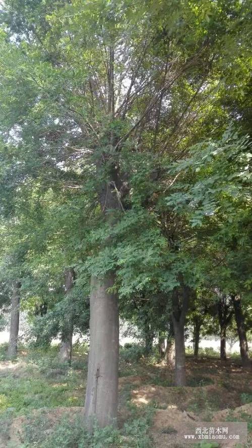 30公分皂角树多少钱一棵出售30公分皂角树