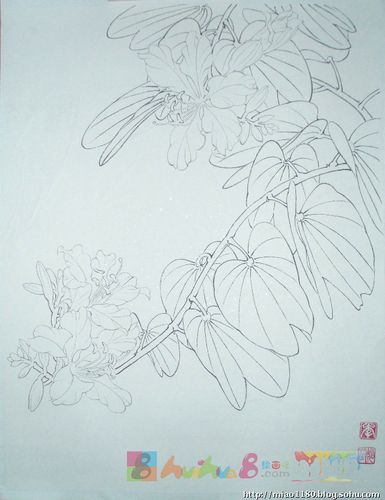 紫荆花图片简笔画怎么画简笔画教程_绘画吧-画画