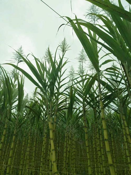 我的乖乖啊 黄皮甘蔗竟然开花了,这就是甘蔗花