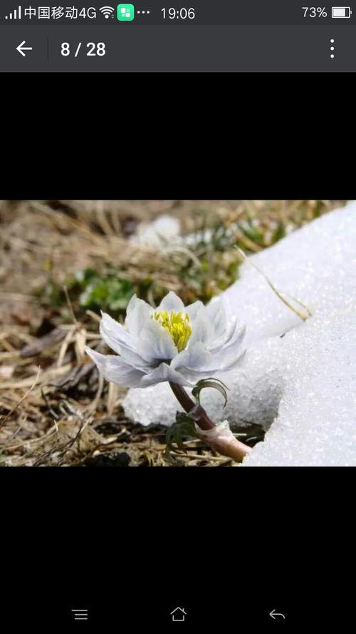 盛开的千年雪莲花