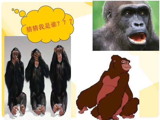猩猩介绍所幼儿园ppt课件