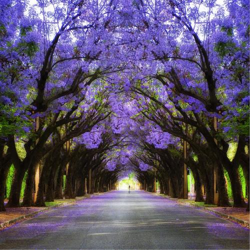 想到整个树近大远小.