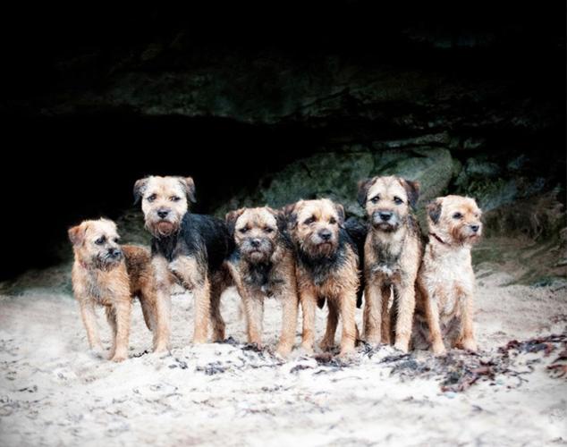 paul walker:用摄影抓住狗群之间的逗趣情谊