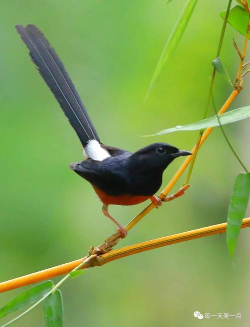 气质不俗的白腰鹊鸲