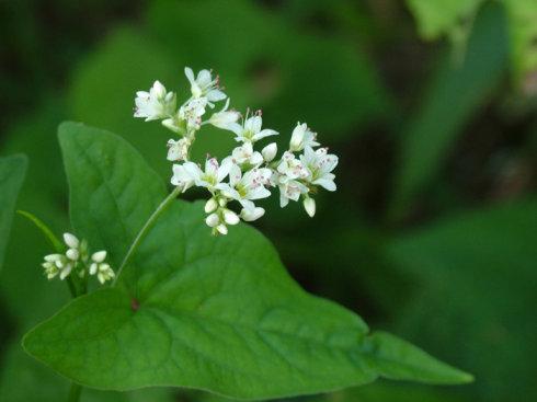 48:06) 转载 ▼ 标签: 知识/探索 植物 花草 摄影 蓼科 荞麦属 花麦肾