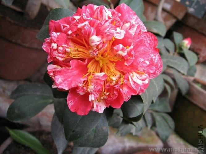 2018茶花新品种花朵图整理