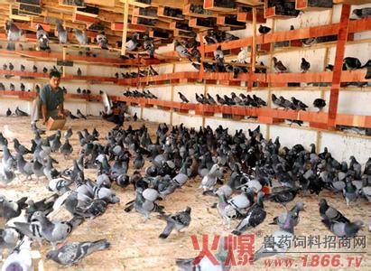 "定位"在肉鸽养殖中的重要性